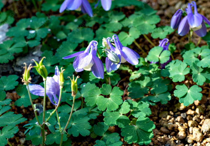 Dwarf fan-shaped columbine, Аквилегия японская голубая низкорослая, Lehvik-kurekell